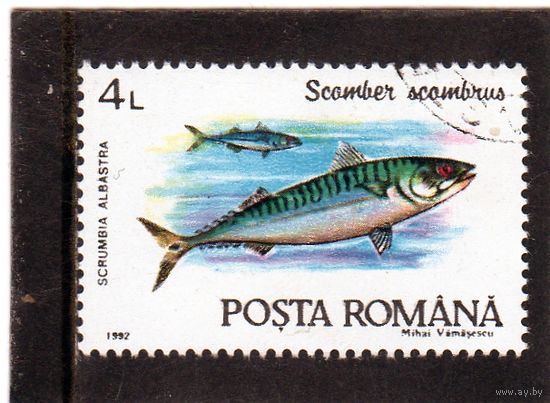 Румыния. Ми-4776. Атлантическая скумбрия (Scomber scombrus).1992.