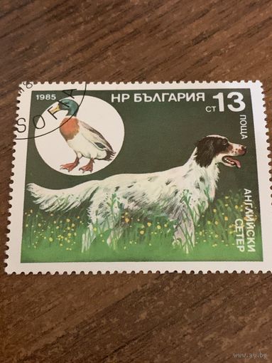 Болгария 1985. Охотничьи собаки. Английский сеттер. Марка из серии