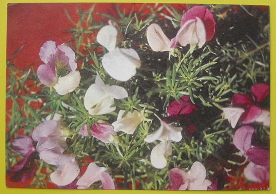 Цветы  Подписанная. 1973 года.