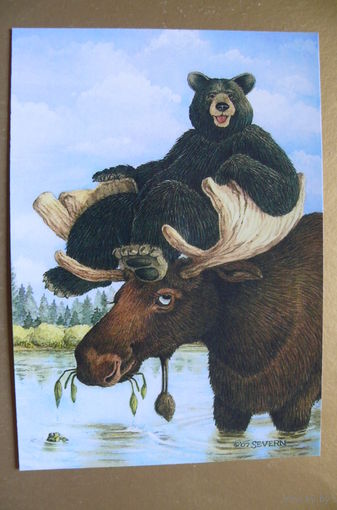 Современная открытка, Jeffrey Severn, чистая; медведь, лось, 70.