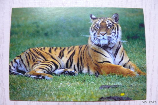 Календарик, 2001, Тигр.