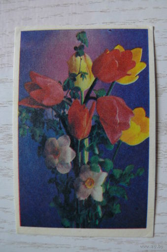 Календарик, 1987, Тюльпаны и нарциссы (изд. Тбилиси).