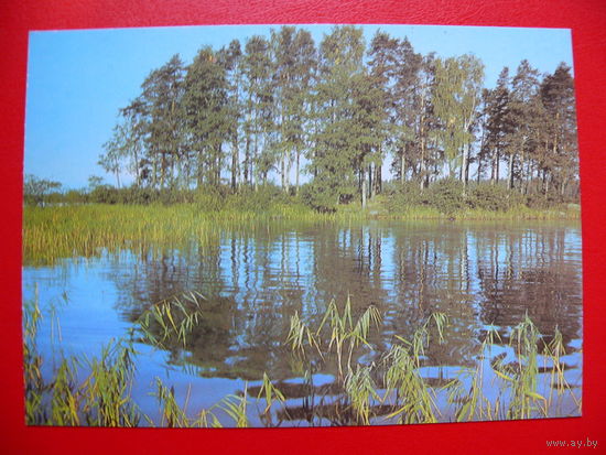 Захаров В.(фото), Лесное озеро, 1981, чистая.