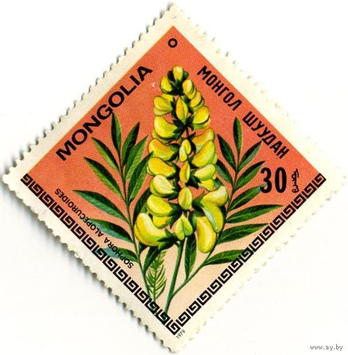 Марка МНР 1979 г. (по каталогу Mi:MN #1209), негаш. Цветы.  Sophora alopecuroides