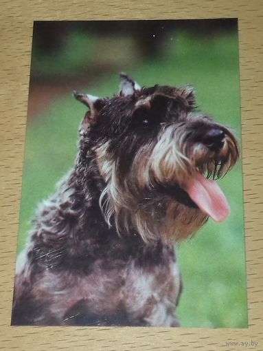 Календарик 1990 Собаки. Дружок