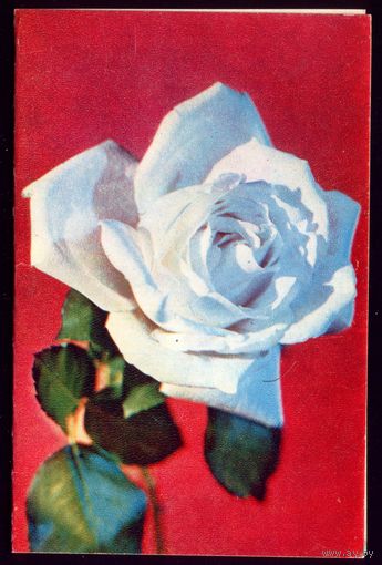1972 год Е.Савалов Роза чист