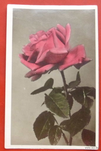 Роза. Подписанная. 1955 года. Фото Лайванта. 491.