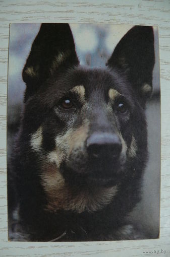 Календарик, 1992, Собаки. Овчарка.
