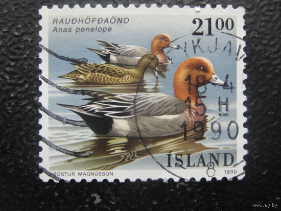 Исландия птицы 4