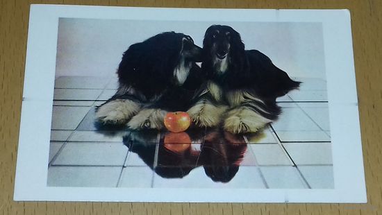 Календарик 1991-1992 Собаки