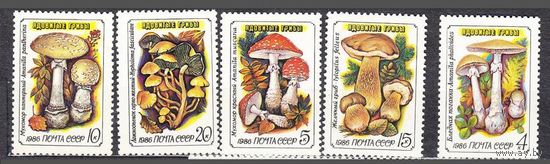 Марки СССР 1986 год. Ядовитые грибы. 5724-5728. Полная серия из 5 марок.