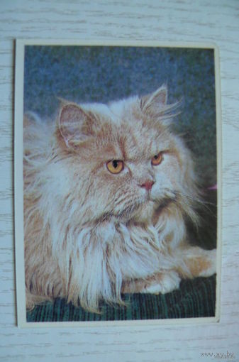 Календарик, 1994, Кошки.