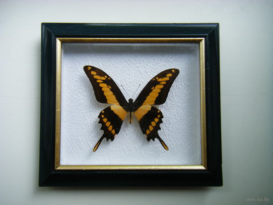 Коллекционная бабочка из Перу.
