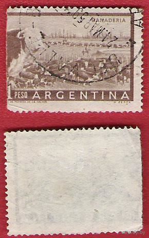 Аргентина 1954 Стадо коров