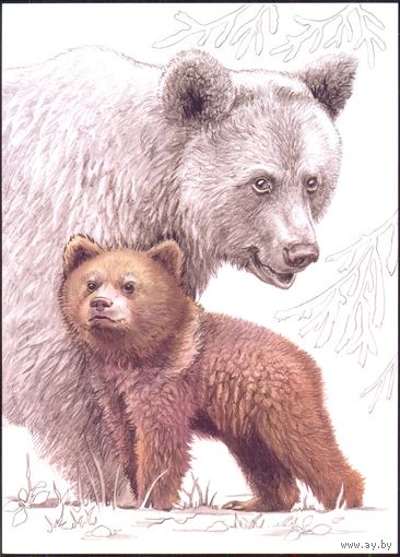 Беларусь 2020 посткроссинг фауна медведь и медвежонок