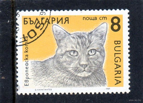 Болгария.Ми-3810.Европейская кошка.Серия: Кошки. 1989.