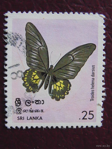 Шри - Ланка. Бабочка.