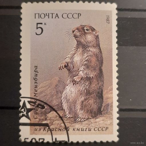 СССР 1987. Сурок Мензбира. Марка из серии. Левое гашение низ