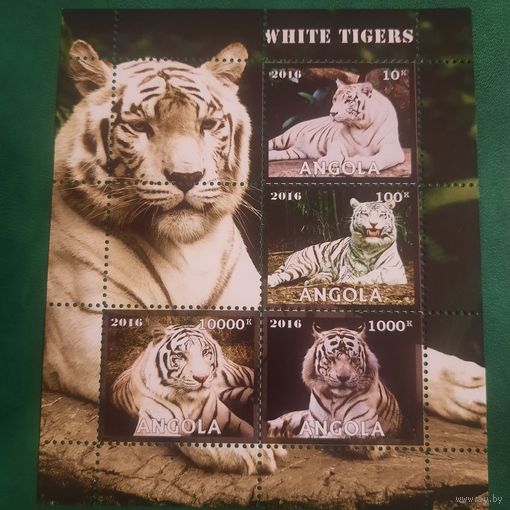 Ангола 2016. Фауна. Тигры альбиносы