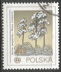Польша. Природа. Сосна обыкновенная. 1978г. Mi#2572.
