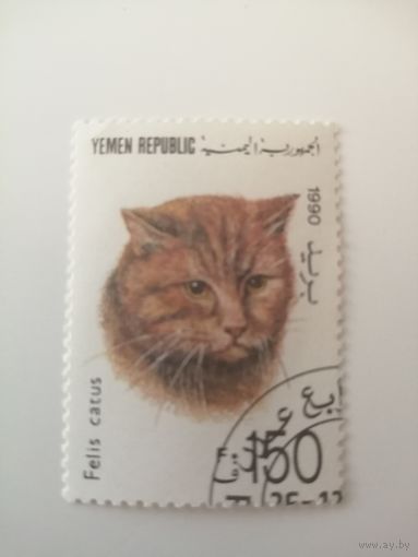 Йемен 1990. Коты