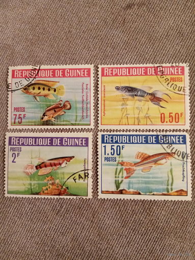 Гвинея. Рыбы