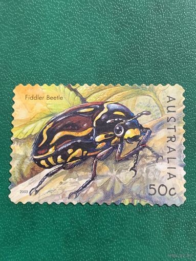 Австралия 2003. Фауна. Fiddler Beetle