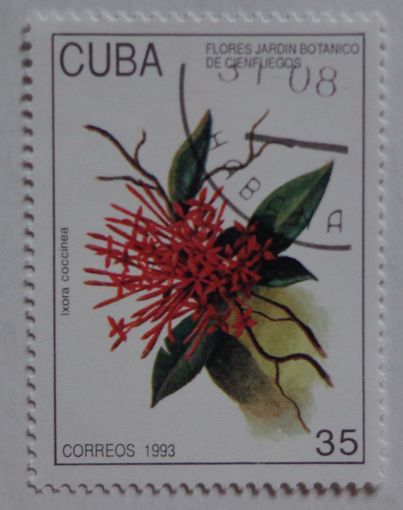 Куба.1993.цветок