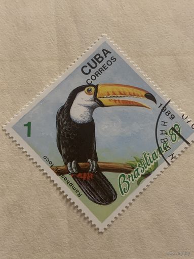 Куба 1989. Фауна. Птицы