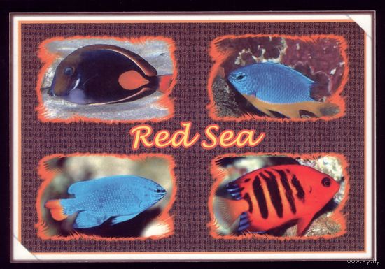 Египет Красное море Рыбки