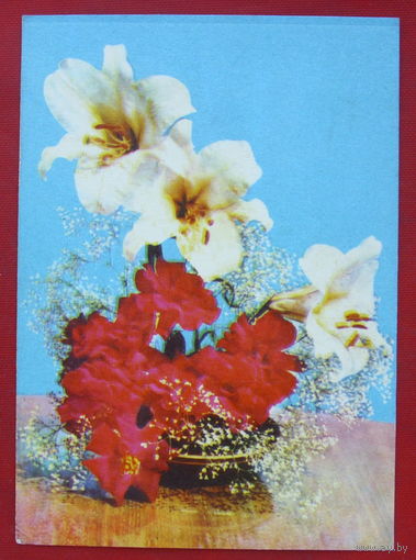 Цветы. 1974 года. Минтис. #177.