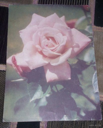 Роза,1969г.