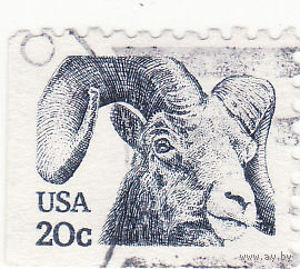 Большерогие овцы 1982 год