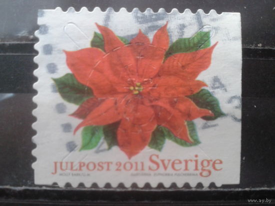 Швеция 2011 Рождество, цветы