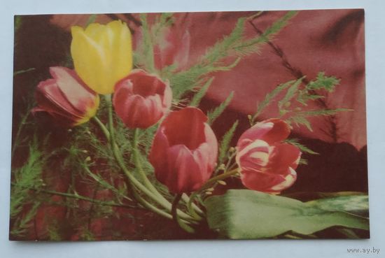 Открытка ..тюльпаны.. 1966 г. чистая
