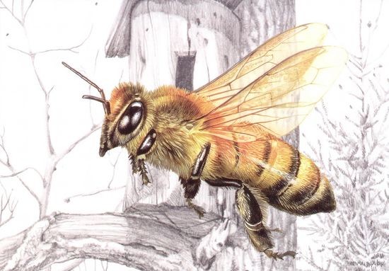 Беларусь 2020 посткроссинг фауна насекомые пчела медоносная