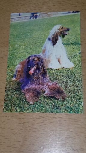 Календарик 1991 Латвия. Собаки. Флаг с серпом и молотом