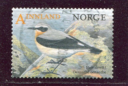 Норвегия. Птица. Обыкновенная каменка