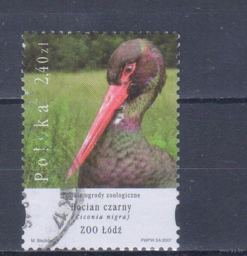 [165] Польша 2007. Фауна зоопарка.Птицы.Черный.аист. Гашеная марка.