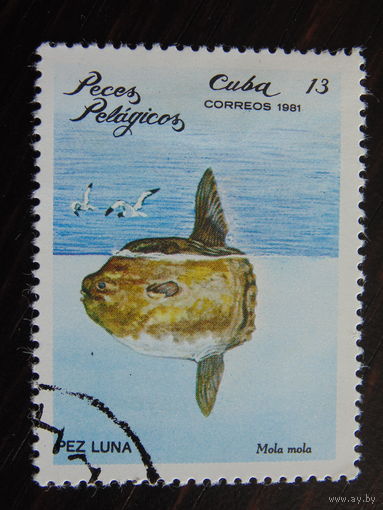 Куба 1981 г. Фауна.