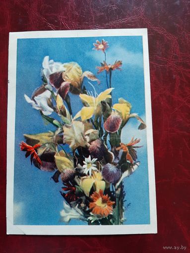 Букет садовых цветов фото Л. Раскина 1963 год