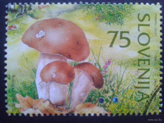 Словения 1996 грибы
