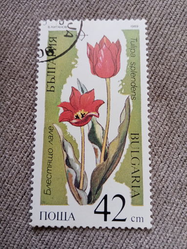 Болгария 1989. Tulipa splendens
