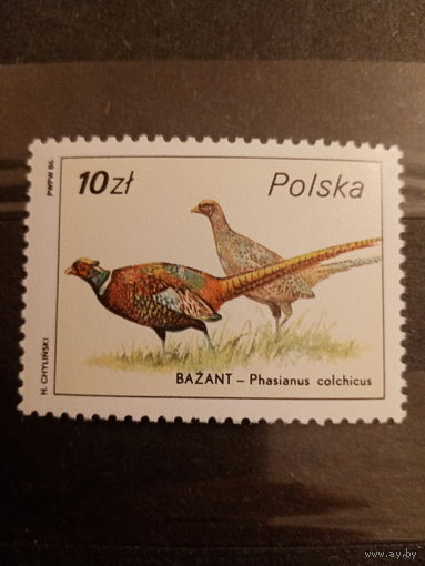 Польша 1986. Фазан