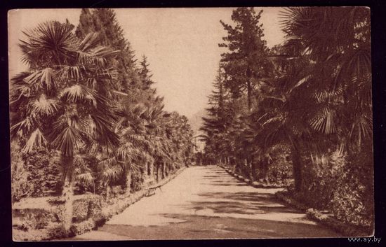 1925 год Кавказ Хамерансы в саду Синон