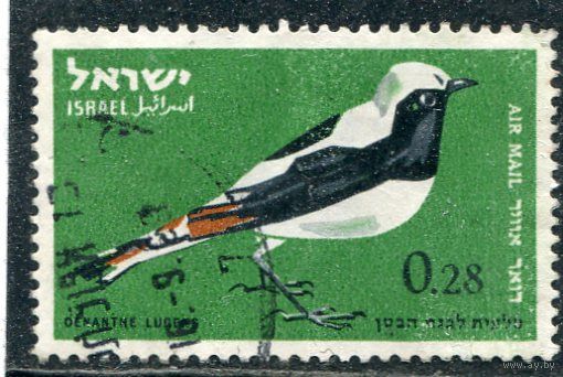 Израиль. Птицы