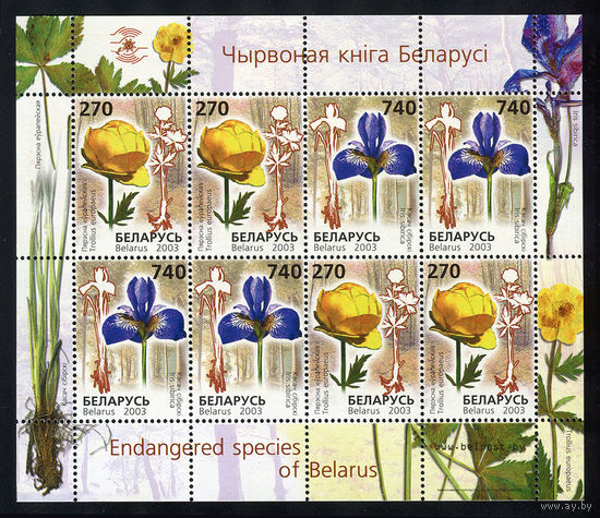 2003_Редкие виды цветов, занесенные в Красную книгу Беларуси.