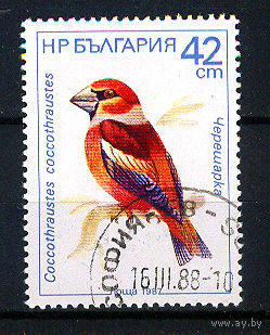 1987 Болгария. Обыкновенный дубонос