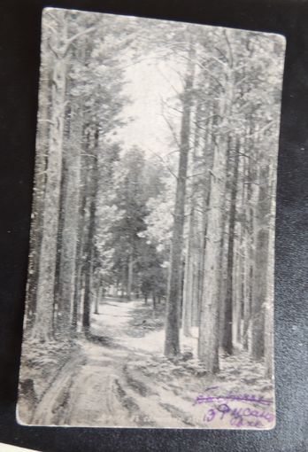 Почтовая карточка "В лесу", 1929 г.