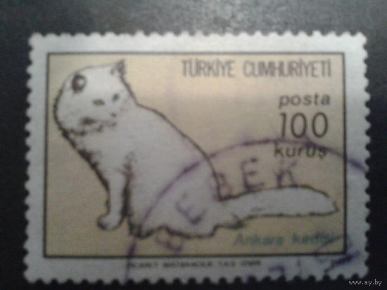Турция 1973 кот